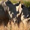 Rhinos