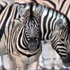 Zebrafamilie