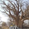 Baobab Tree