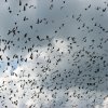 Flughunde im Kasanka NP in Zambia