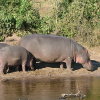 Hippos am Ufer